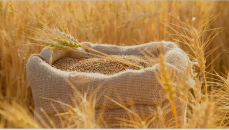 Understanding the Harmful Effects of Gluten in Bread
